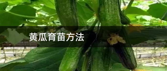 黄瓜育苗方法