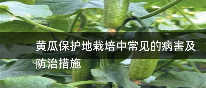 黄瓜保护地栽培中常见的病害及防治措施
