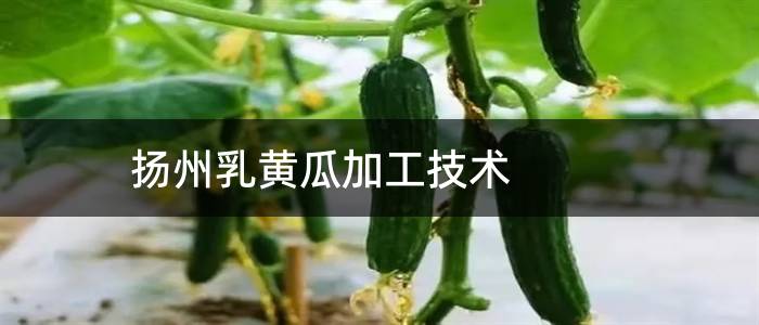 扬州乳黄瓜加工技术