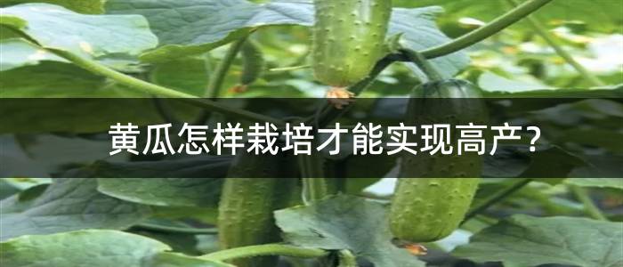 黄瓜怎样栽培才能实现高产？