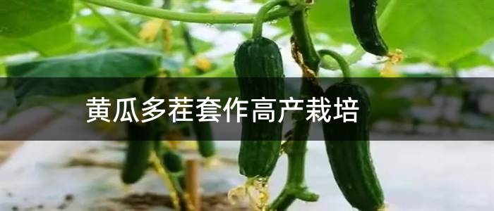 黄瓜多茬套作高产栽培