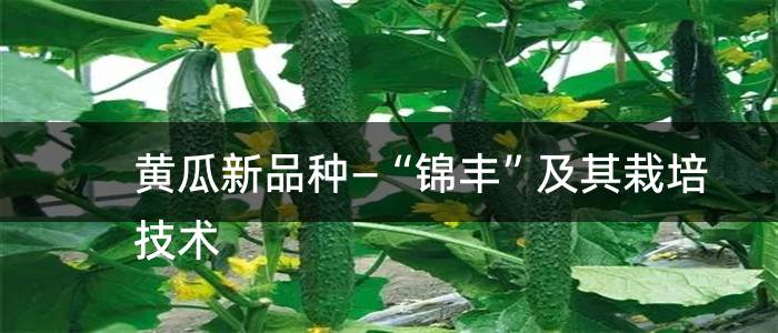 黄瓜新品种—“锦丰”及其栽培技术