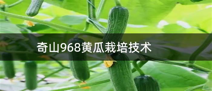 奇山968黄瓜栽培技术