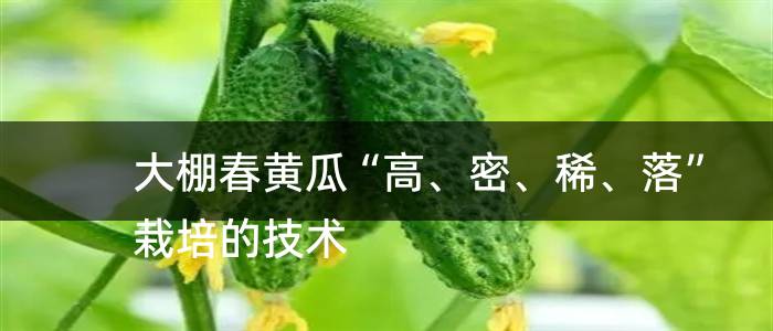 大棚春黄瓜“高、密、稀、落”栽培的技术