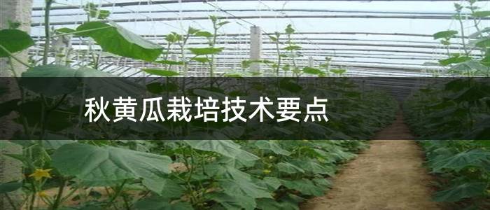 秋黄瓜栽培技术要点