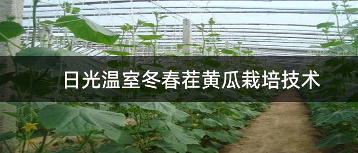 日光温室冬春茬黄瓜栽培技术