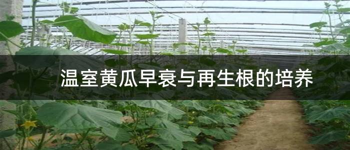 温室黄瓜早衰与再生根的培养