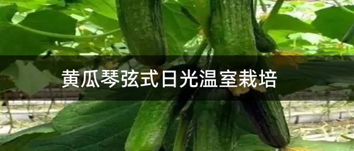 黄瓜琴弦式日光温室栽培