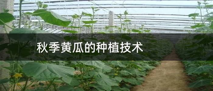 秋季黄瓜的种植技术