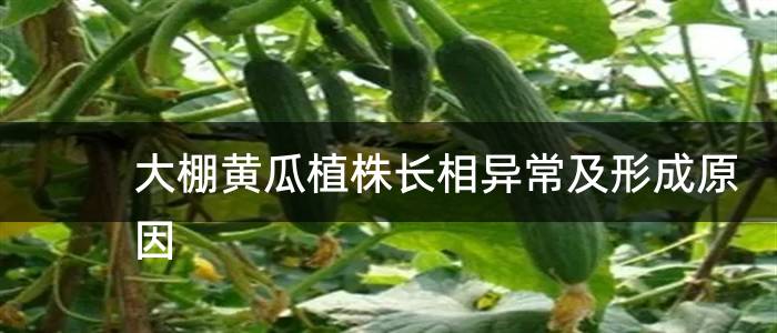 大棚黄瓜植株长相异常及形成原因