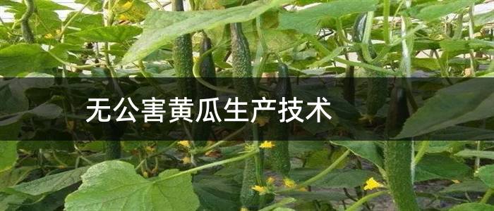无公害黄瓜生产技术