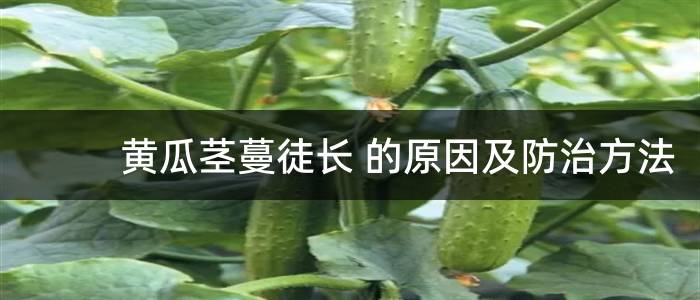 黄瓜茎蔓徒长 的原因及防治方法