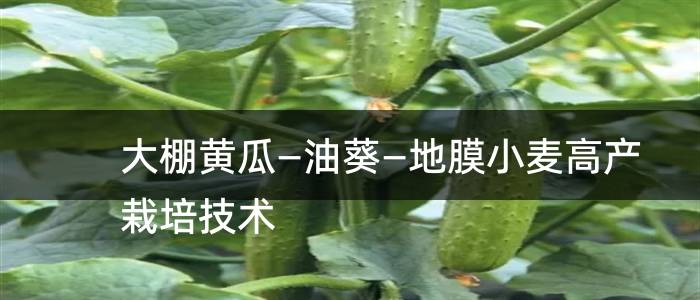 大棚黄瓜—油葵—地膜小麦高产栽培技术