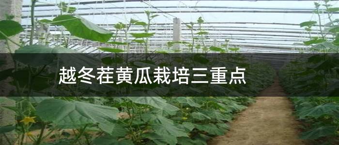 越冬茬黄瓜栽培三重点