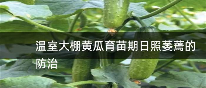 温室大棚黄瓜育苗期日照萎蔫的防治