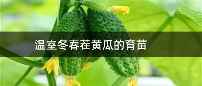 温室冬春茬黄瓜的育苗