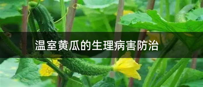 温室黄瓜的生理病害防治