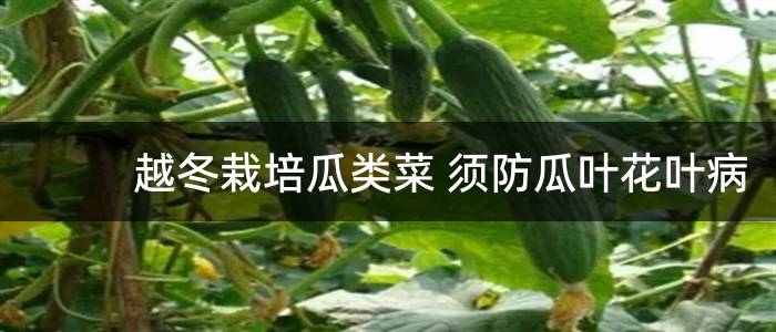 越冬栽培瓜类菜 须防瓜叶花叶病