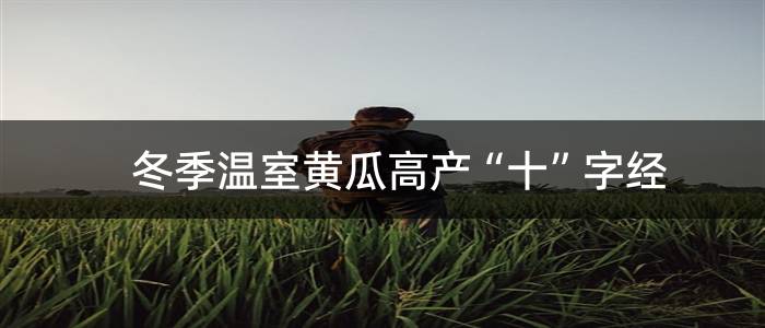 冬季温室黄瓜高产“十”字经