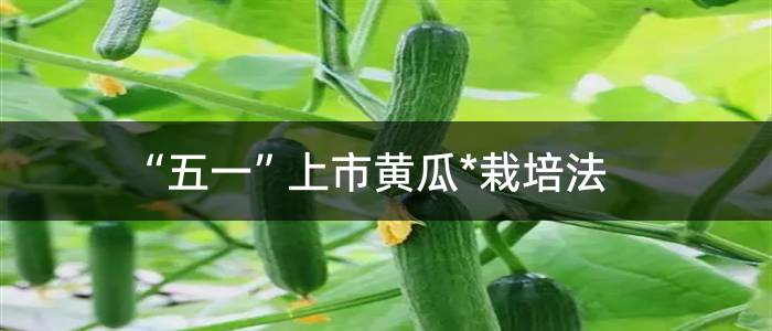 “五一”上市黄瓜*栽培法