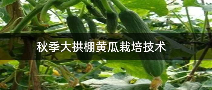 秋季大拱棚黄瓜栽培技术