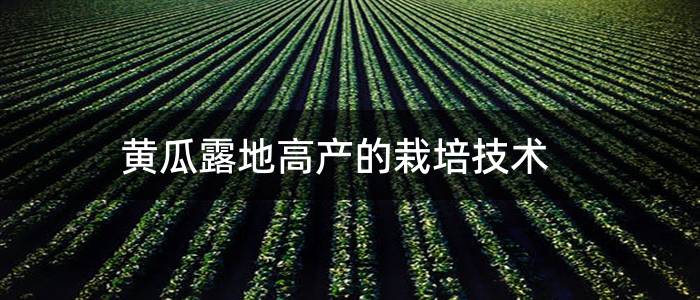 黄瓜露地高产的栽培技术