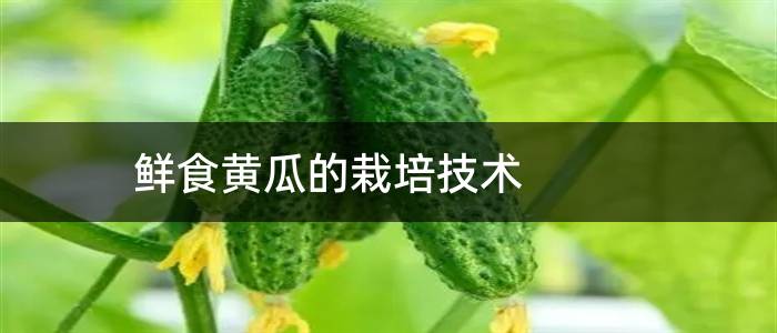 鲜食黄瓜的栽培技术