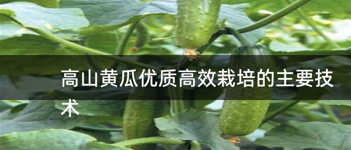 高山黄瓜优质高效栽培的主要技术