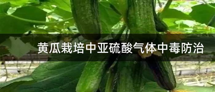 黄瓜栽培中亚硫酸气体中毒防治