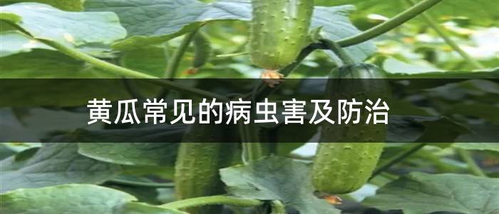 黄瓜常见的病虫害及防治