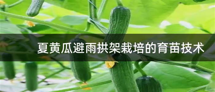 夏黄瓜避雨拱架栽培的育苗技术