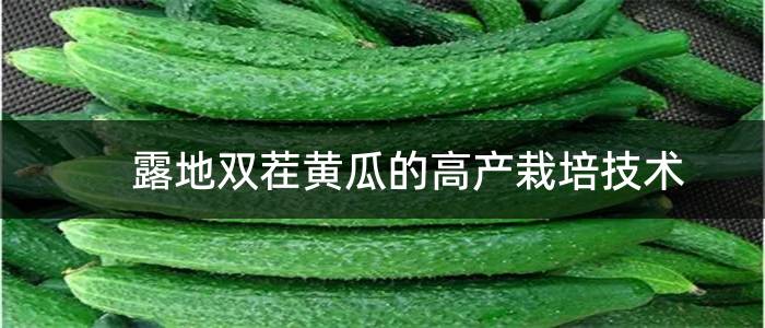 露地双茬黄瓜的高产栽培技术