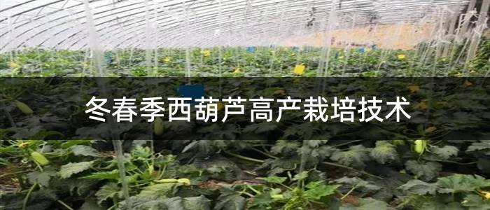 冬春季西葫芦高产栽培技术