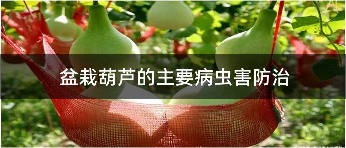 盆栽葫芦的主要病虫害防治