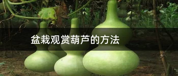 盆栽观赏葫芦的方法