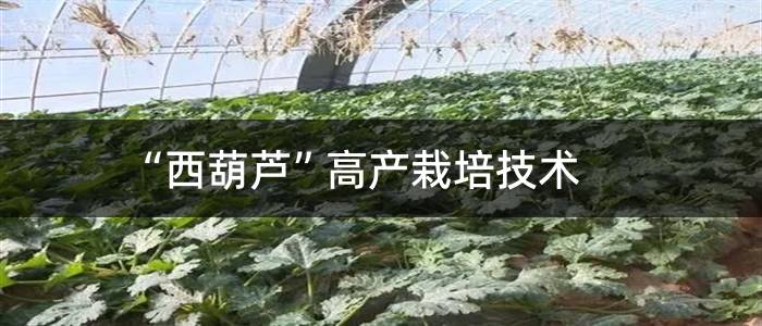 “西葫芦”高产栽培技术