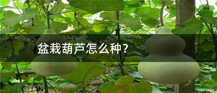盆栽葫芦怎么种？