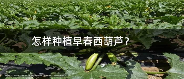 怎样种植早春西葫芦？