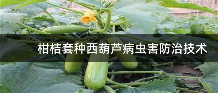 柑桔套种西葫芦病虫害防治技术