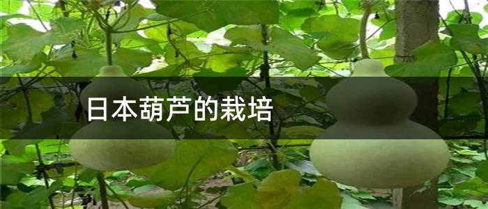 日本葫芦的栽培