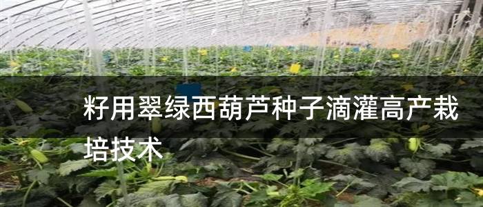籽用翠绿西葫芦种子滴灌高产栽培技术