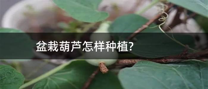 盆栽葫芦怎样种植?