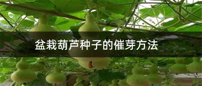 盆栽葫芦种子的催芽方法