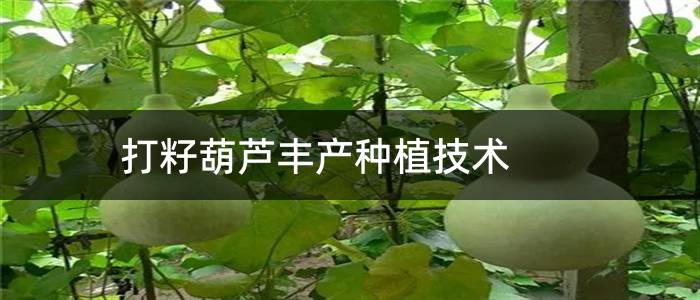 打籽葫芦丰产种植技术