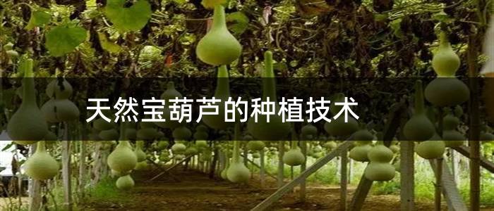 天然宝葫芦的种植技术