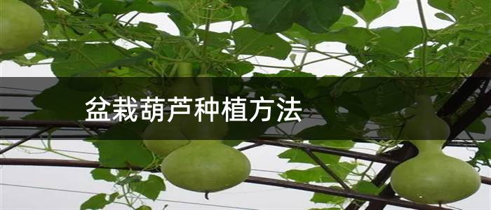盆栽葫芦种植方法