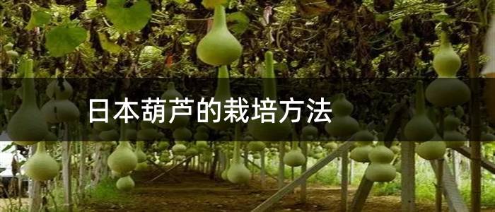 日本葫芦的栽培方法