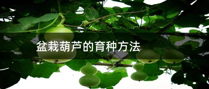 盆栽葫芦的育种方法