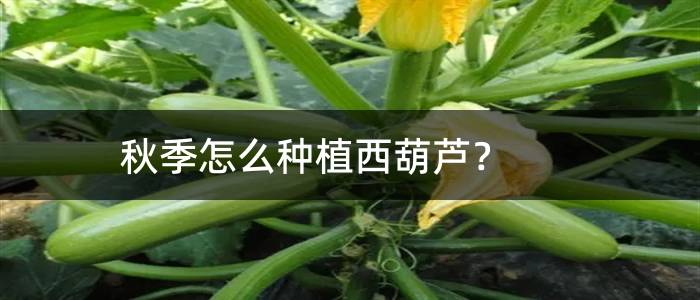 秋季怎么种植西葫芦？