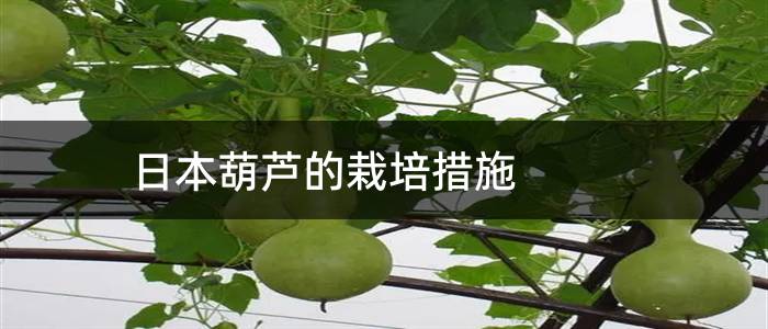 日本葫芦的栽培措施